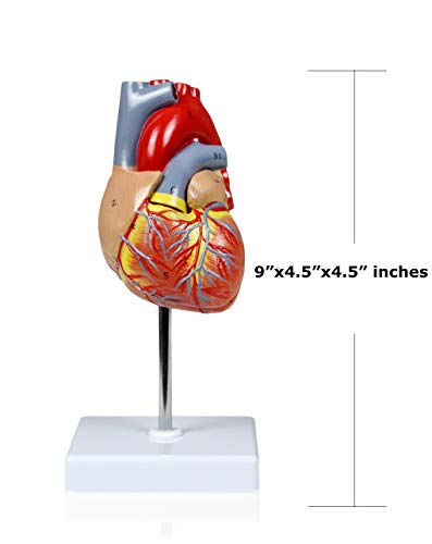On Sale for New Bundle!!! Parco Scientific Elementary + High School Learning Package. Set of Three Human Anatomy Models, Ears, Eye, and Heart with Carrying Case（Regular Price:168) ）