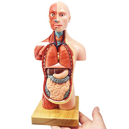 EVOTECH Human Body Model for Kids, 15 Pcs 11 inch High Human Torso Anatomy Model with Heart Head Brain Skeleton Model, Ages 8+, Medical Learning Tool,Preschool and School Education Display