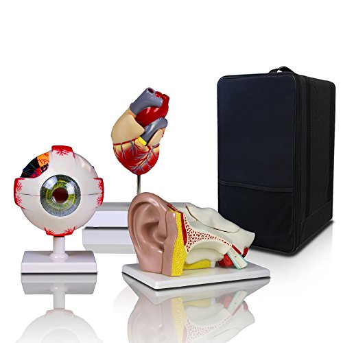 On Sale for New Bundle!!! Parco Scientific Elementary + High School Learning Package. Set of Three Human Anatomy Models, Ears, Eye, and Heart with Carrying Case（Regular Price:168) ）